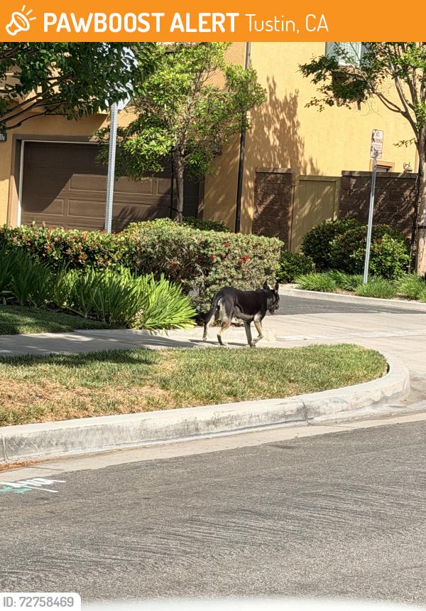 Found/Stray Unknown Dog last seen  Columbus Square Neighborhood off Madison Street , Tustin, CA 92606