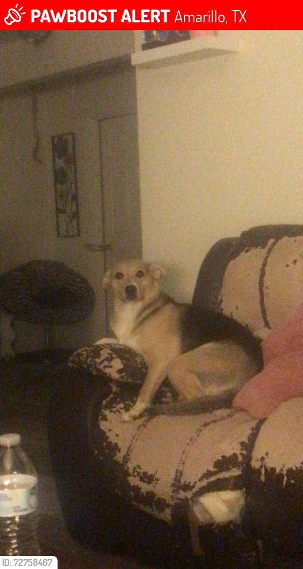 Lost Female Dog last seen 10th and grand by the fairgrounds specifically Dallas street , Amarillo, TX 79104
