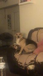 Lost Female Dog last seen 10th and grand by the fairgrounds specifically Dallas street , Amarillo, TX 79104