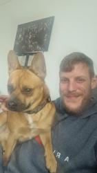 Lost Male Dog last seen Greenlaw crescent glenrothes , Fife, Scotland KY6