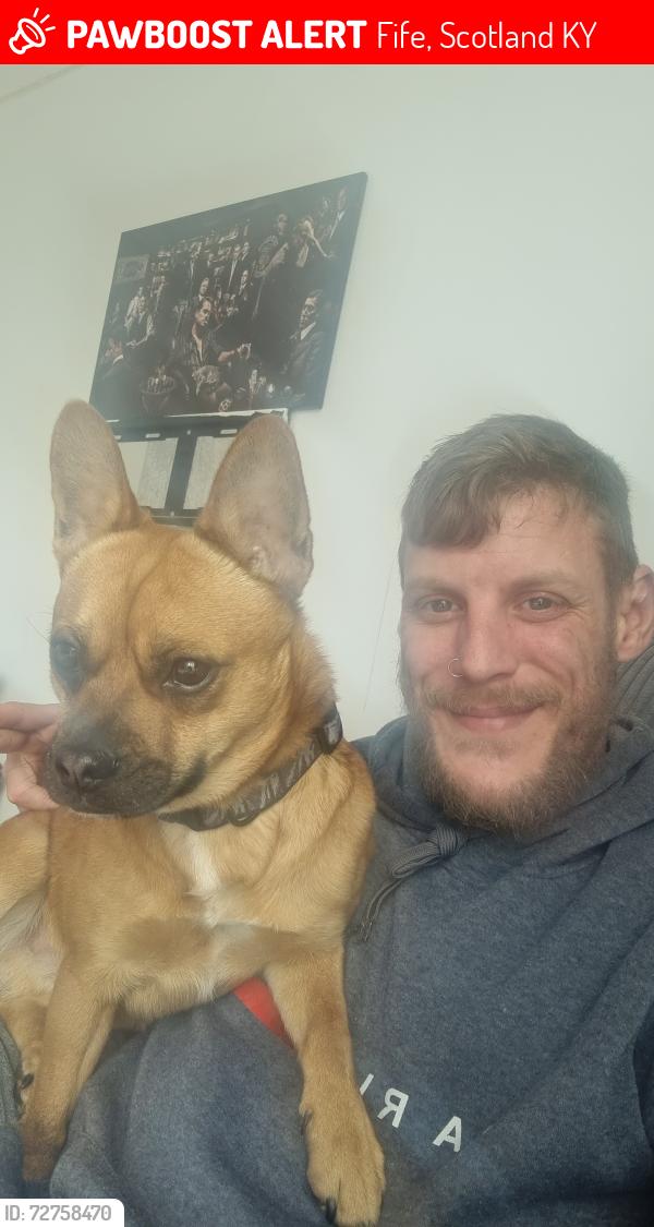 Lost Male Dog last seen Greenlaw crescent glenrothes , Fife, Scotland KY6