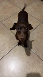 Lost Female Dog last seen Don Julian rd & 5th Ave., Avocado Heights, CA 91746