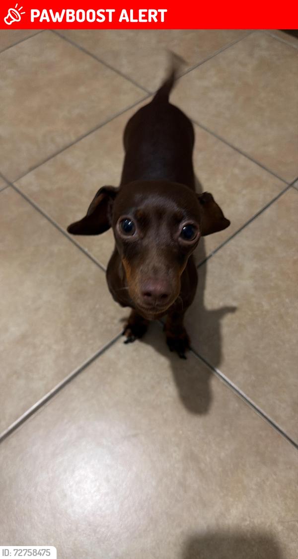 Lost Female Dog last seen Don Julian rd & 5th Ave., Avocado Heights, CA 91746