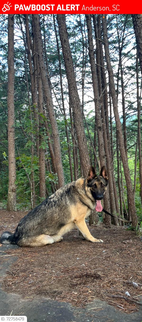 Lost Male Dog last seen Grove road , Anderson, SC 29621