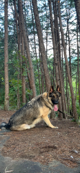 Lost Male Dog last seen Grove road , Anderson, SC 29621