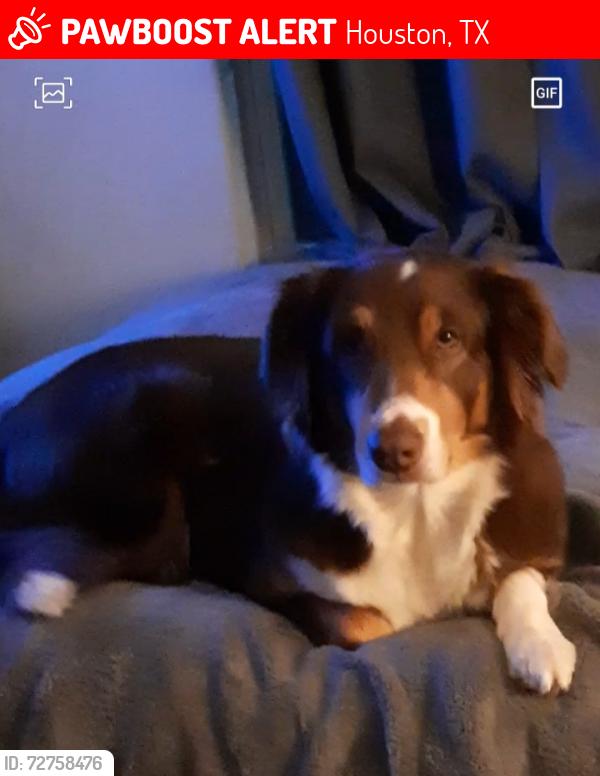 Lost Female Dog last seen Mandell Park, Houston, TX 77006