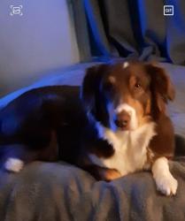 Lost Female Dog last seen Mandell Park, Houston, TX 77006
