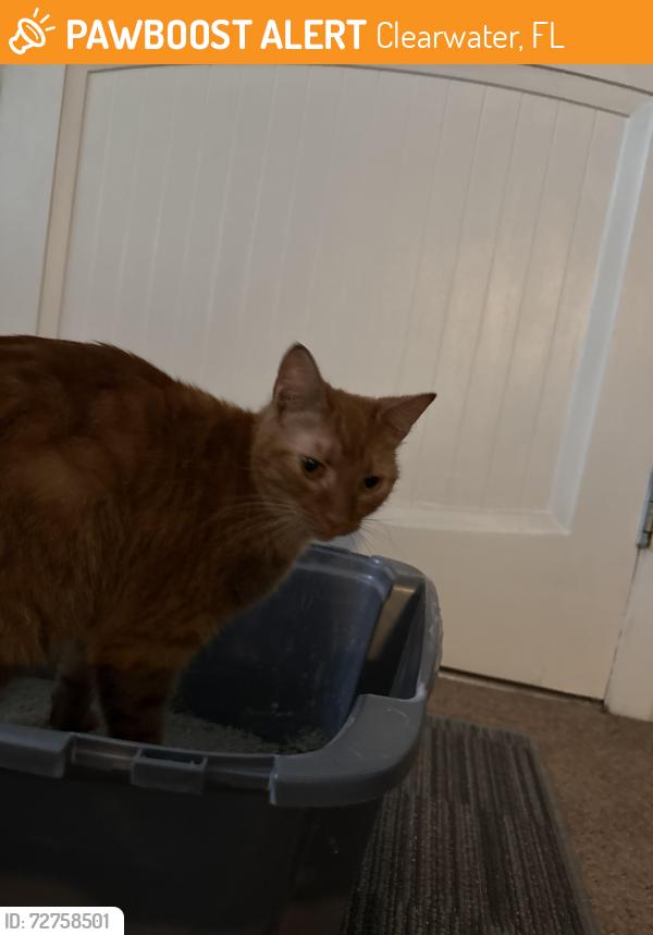 Found/Stray Female Cat last seen Near US HWY 19N , Clearwater, FL 33764