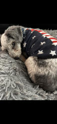 Lost Male Dog last seen Near E Fraktur rd. Phoenix Arizona , Phoenix, AZ 85040