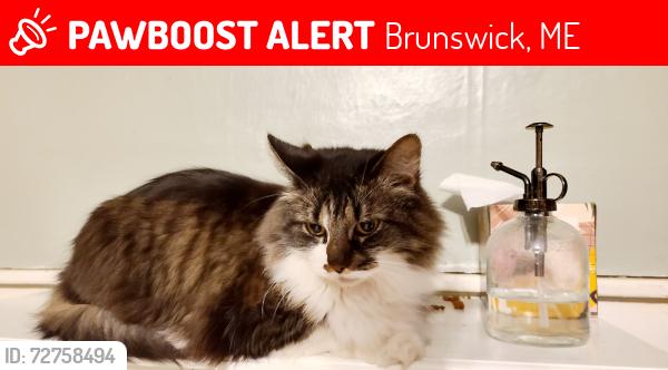Lost Female Cat last seen Antietam street, Brunswick, ME 04011