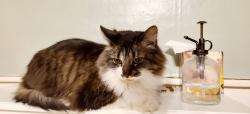 Lost Female Cat last seen Antietam street, Brunswick, ME 04011