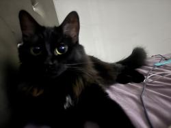 Lost Female Cat last seen Settlers ridge, Aurora, IL 60506