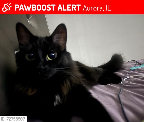Lost Female Cat last seen Settlers ridge, Aurora, IL 60506