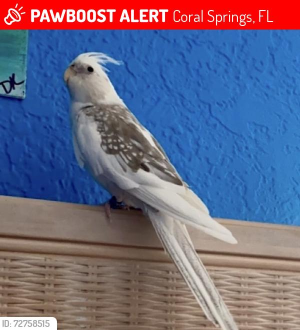 Lost Female Bird last seen Coral Springs Drive and Atlantic Boulevard, Coral Springs, FL 33071