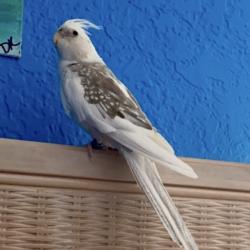 Lost Female Bird last seen Coral Springs Drive and Atlantic Boulevard, Coral Springs, FL 33071