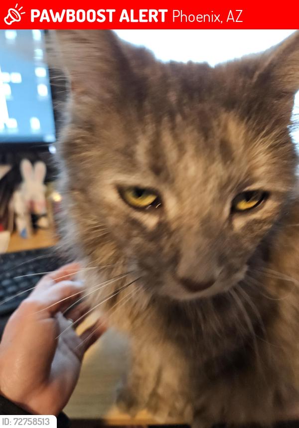 Lost Female Cat last seen Near n 32 ave, Phoenix, AZ 85017