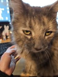 Lost Female Cat last seen Near n 32 ave, Phoenix, AZ 85017