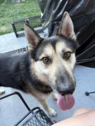Found/Stray Male Dog last seen Garrison Blvd, Gastonia, NC 28054