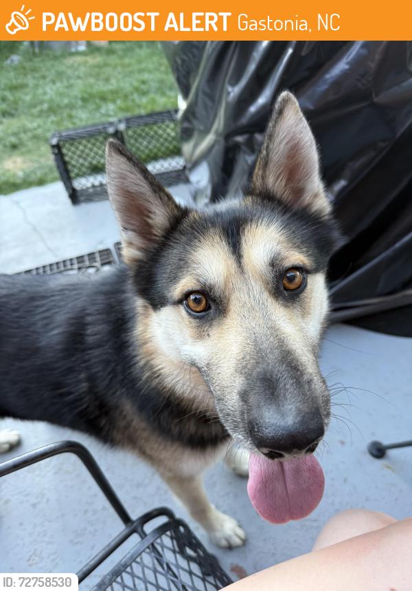 Found/Stray Male Dog last seen Garrison Blvd, Gastonia, NC 28054
