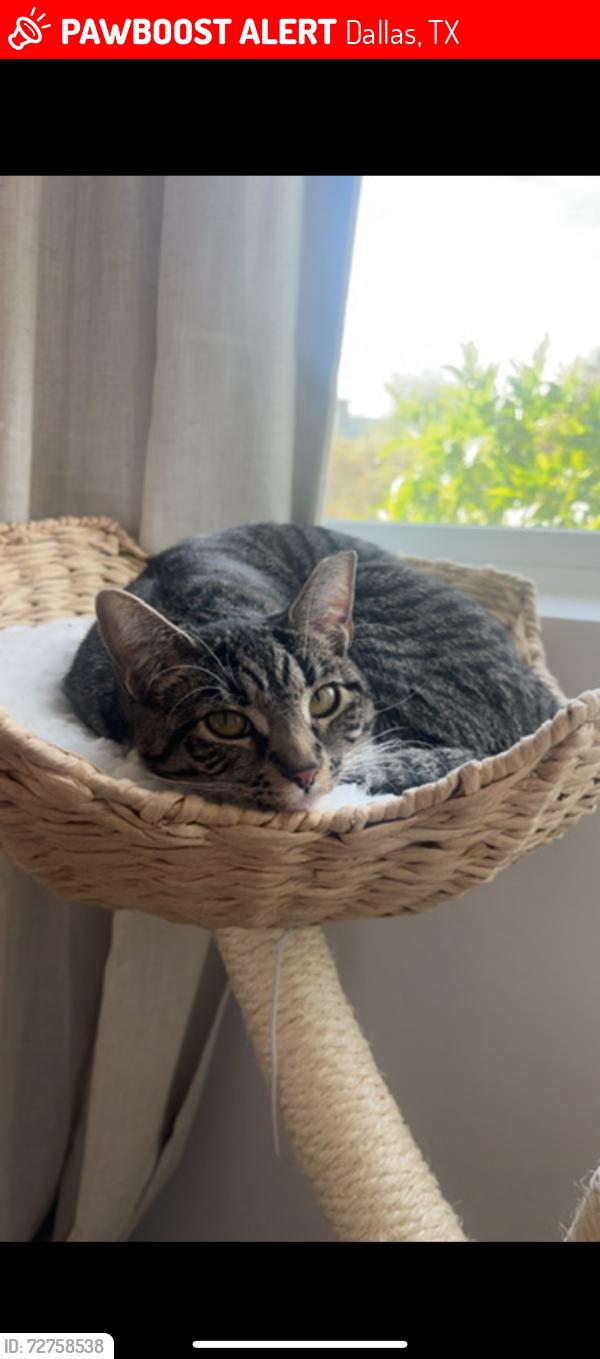 Lost Female Cat last seen The village Northbridge , Dallas, TX 75206