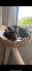 Lost Female Cat last seen The village Northbridge , Dallas, TX 75206