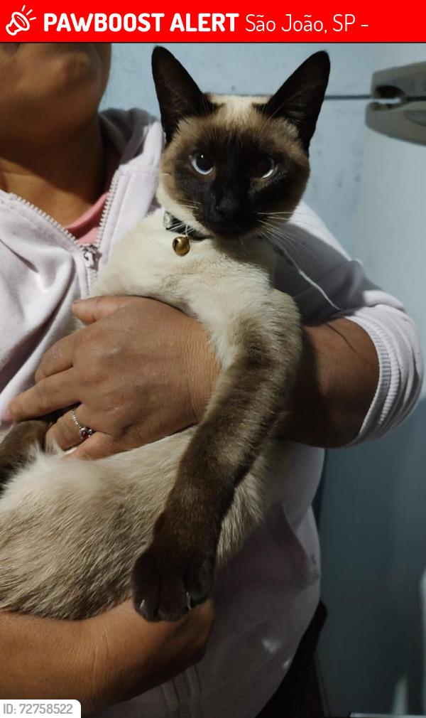 Lost Female Cat last seen Rua Castro, Próximo a Padaria Magalhães e feira do rolo, São João, SP 07161-410