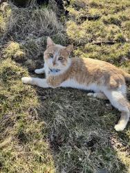 Found/Stray Male Cat last seen Lake George Blvd and 202nd Lane, Oak Grove, MN 55011