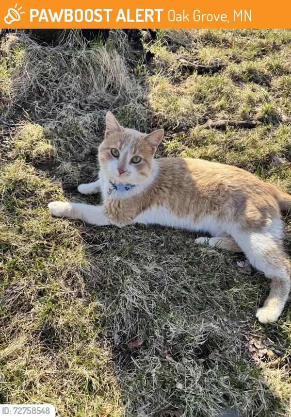Found/Stray Male Cat last seen Lake George Blvd and 202nd Lane, Oak Grove, MN 55011