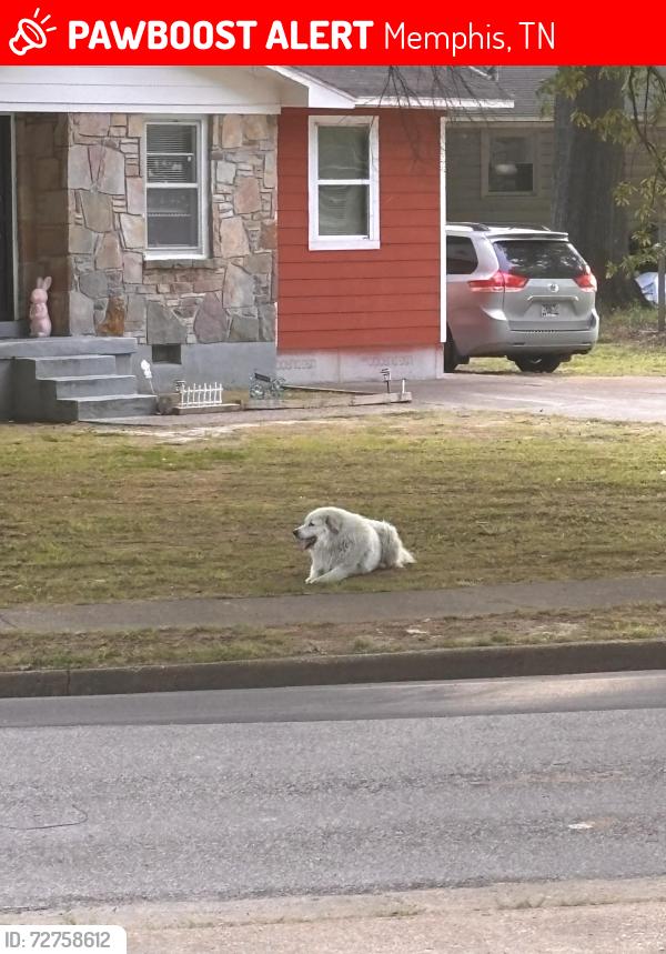 Lost Unknown Dog last seen Danville rd and Mallory ave, Memphis, TN 38117