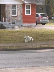 Lost Unknown Dog last seen Danville rd and Mallory ave, Memphis, TN 38117