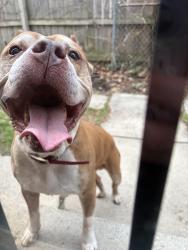 Found/Stray Male Dog last seen Faust and Lyndon, Detroit, MI 48223