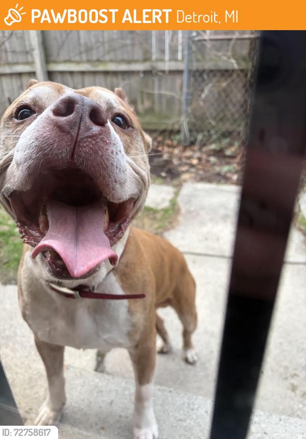 Found/Stray Male Dog last seen Faust and Lyndon, Detroit, MI 48223