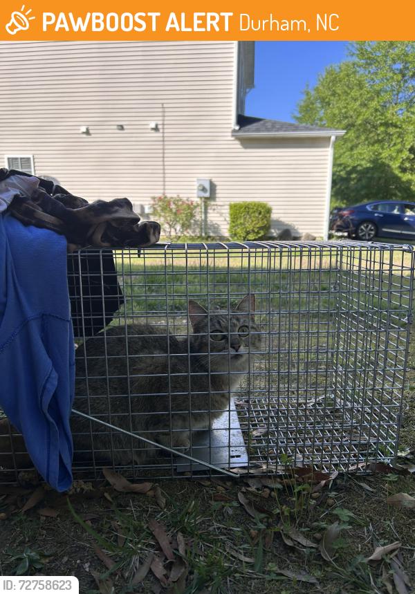 Found/Stray Unknown Cat last seen Junction rd and carpenter, Durham, NC 27704