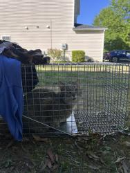 Found/Stray Unknown Cat last seen Junction rd and carpenter, Durham, NC 27704