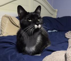 Found/Stray Female Cat last seen The Falls in Kendall, FL, Miami, FL 33176
