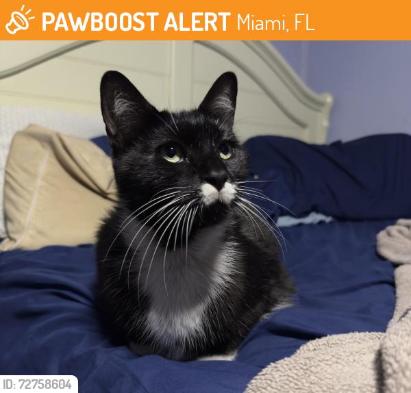 Found/Stray Female Cat last seen The Falls in Kendall, FL, Miami, FL 33176