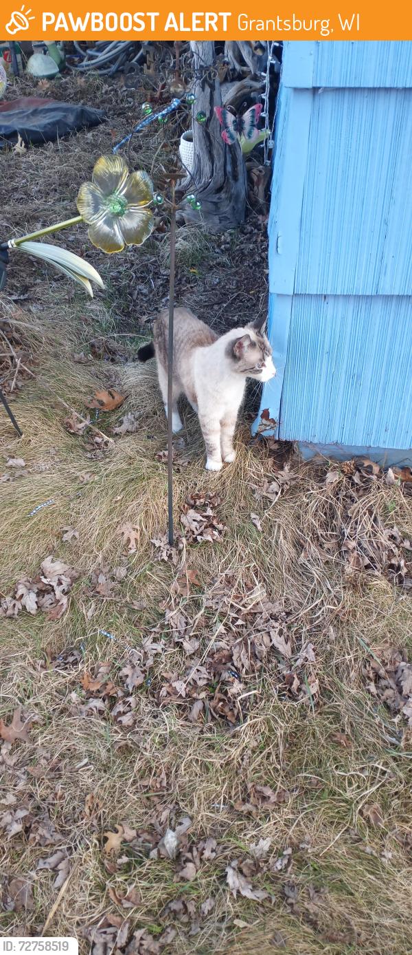 Found/Stray Female Cat last seen N Oak St and W Jackson Ave, Grantsburg, WI 54840