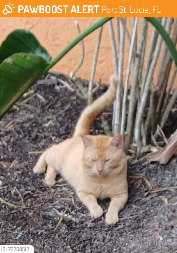 Found/Stray Male Cat last seen Bayshore Blvd and SW Whitmore Dr, Port St. Lucie, FL 34986