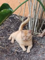 Found/Stray Male Cat last seen Bayshore Blvd and SW Whitmore Dr, Port St. Lucie, FL 34986