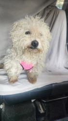 Lost Male Dog last seen Inwood St, Queens, NY 11412