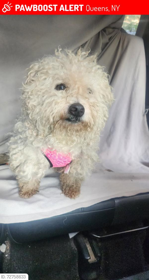 Lost Male Dog last seen Inwood St, Queens, NY 11412