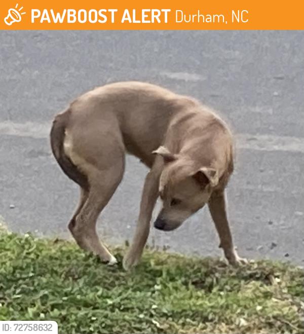 Found/Stray Unknown Dog last seen Liberty St, Durham, NC 27701