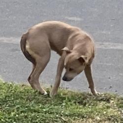 Found/Stray Unknown Dog last seen Liberty St, Durham, NC 27701