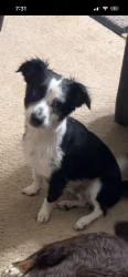 Lost Male Dog last seen Near sentry ridge rd, Manassas, VA 20109