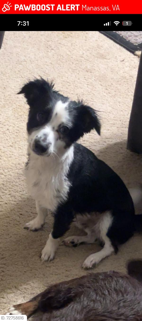 Lost Male Dog last seen Near sentry ridge rd, Manassas, VA 20109