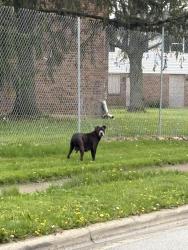 Found/Stray Female Dog last seen Eastham way & Sturbridge Rd. , Columbus, OH 43228