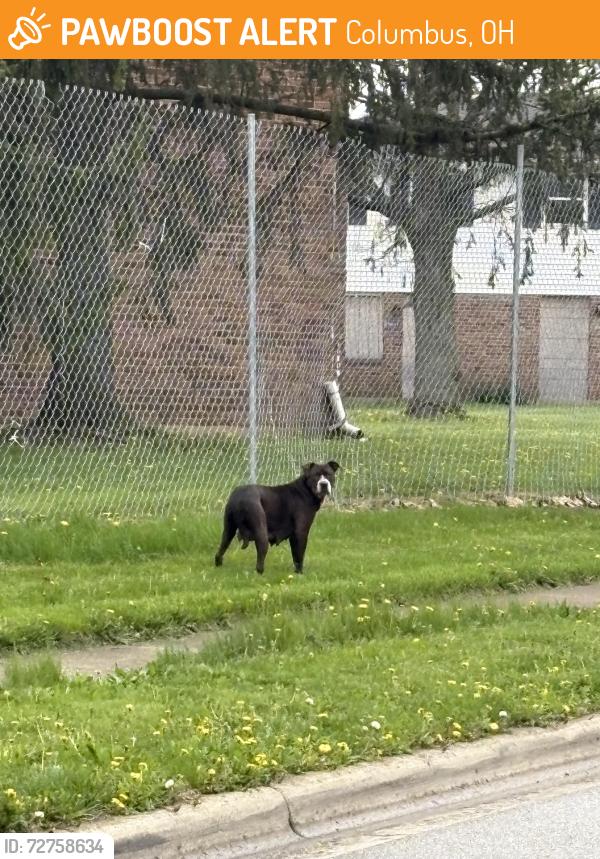 Found/Stray Female Dog last seen Eastham way & Sturbridge Rd., Columbus, OH 43228