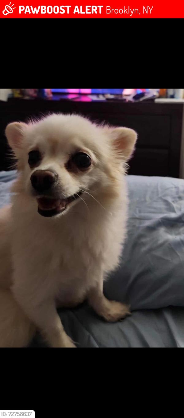 Lost Female Dog last seen Quincy St and Patchen Ave, Brooklyn, NY 11221