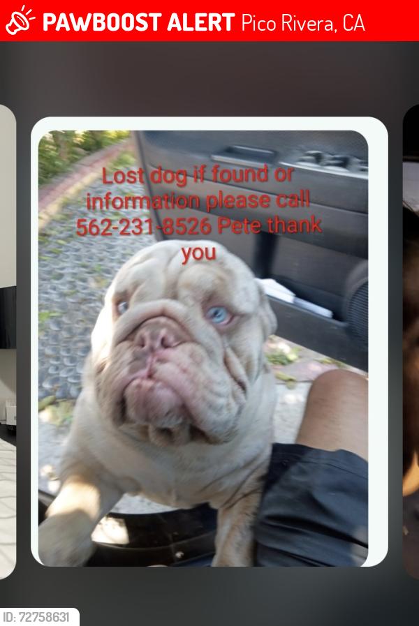 Lost Male Dog last seen Mines, Pico Rivera, CA 90660