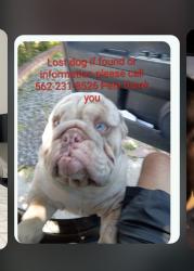 Lost Male Dog last seen Mines, Pico Rivera, CA 90660